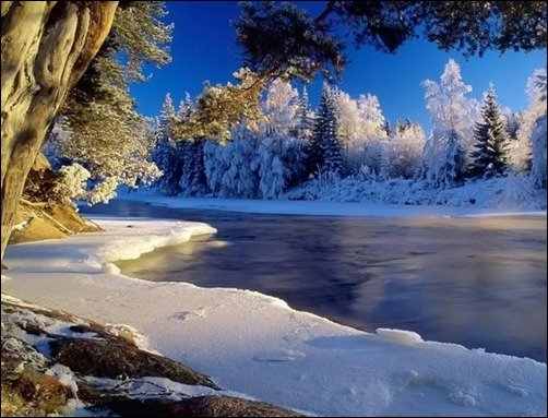 Icy-Forest-Wallpaper