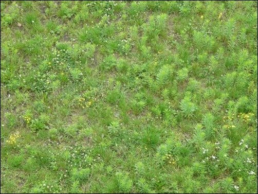 Irregular-Grass-Texture-texture-grass