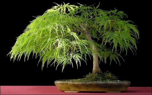 Japan-Bonsai-02-bonsai-wallpaper