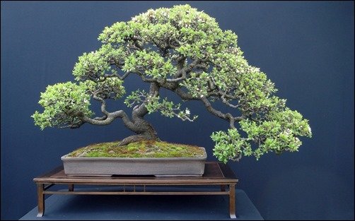 Japan-Bonsai-bonsai-wallpaper