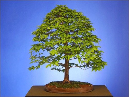 Japanese-Hornbeam-bonsai-wallpaper