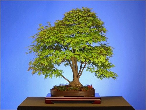 Japanese-Mountain-Maple-bonsai-wallpaper