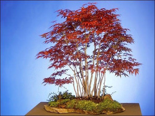 Japanese-Purple-Maple-bonsai-wallpaper