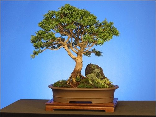 Kingsville-Boxwood-bonsai-wallpaper
