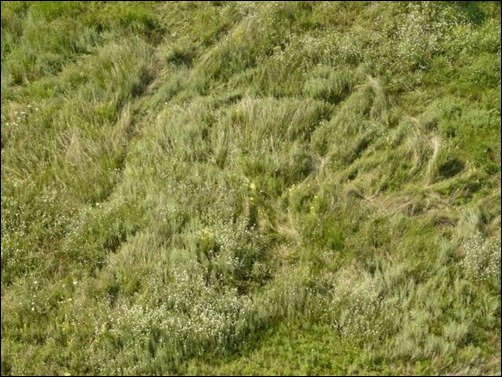 Long-Grass-With-Flowers-free-grass-texture