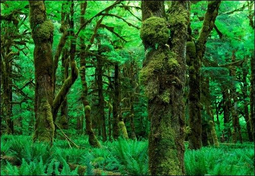 Lush-Green-Forest