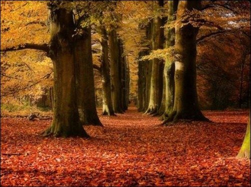 Magic-Forest