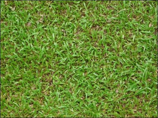 Medium-Grass-Texture-free-grass-texture