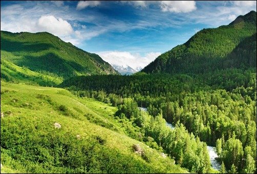 Mountain-Forest
