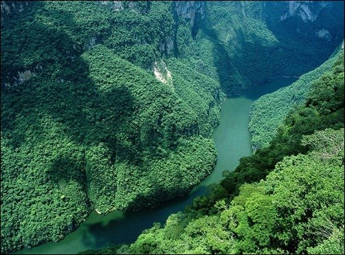 Natural-Forest-Wonder