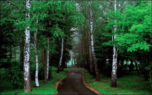 Path-in-the-Forest
