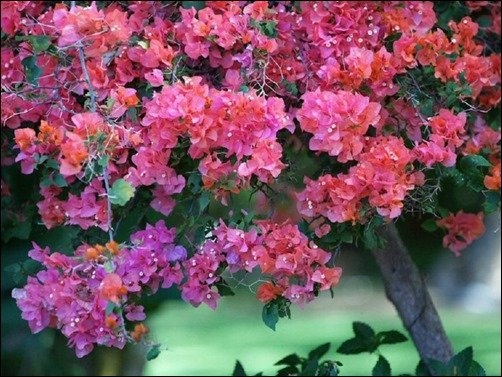 Pink-Bonsai-bonsai-wallpaper