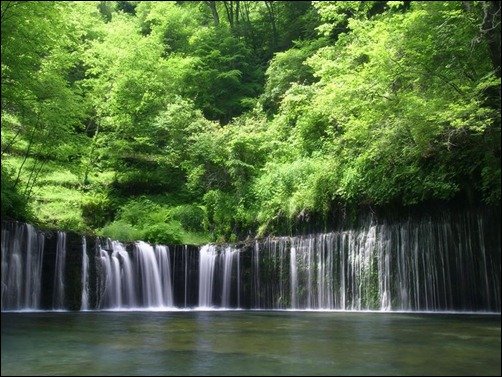 Rain-Forest-