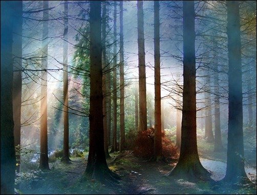 Rainbow-Forest