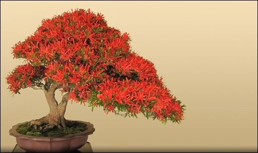 Red-Bonsai-bonsai-wallpaper