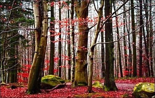 Reddish-Forest