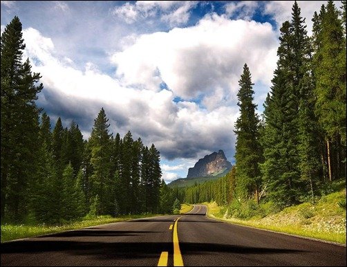 Road-and-Forest-Background