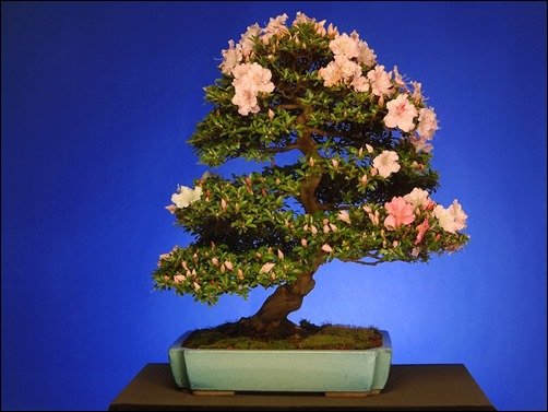 Satsuki-Azalea-bonsai-wallpaper