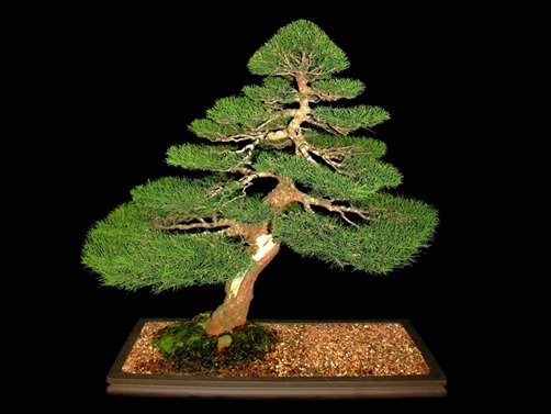 She-Oak-bonsai-wallpaper