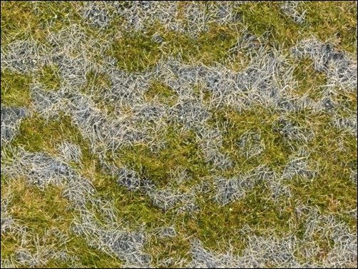 Spotted-Grass-Texture-grass-texture-photoshop