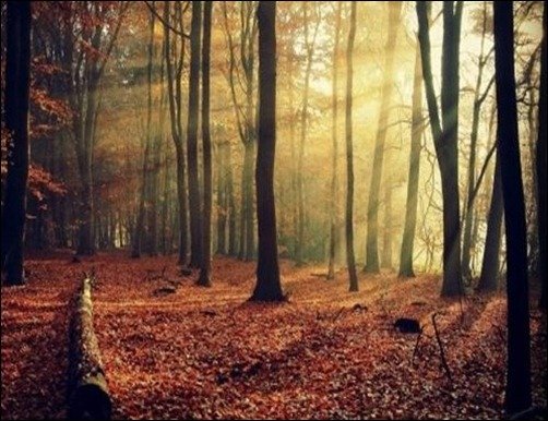 Sunlight-Through-Forest