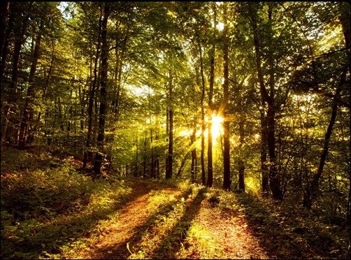 Sunlit-Forest[3]