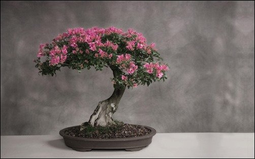 Trees-Bonsai-bonsai-wallpaper[3]