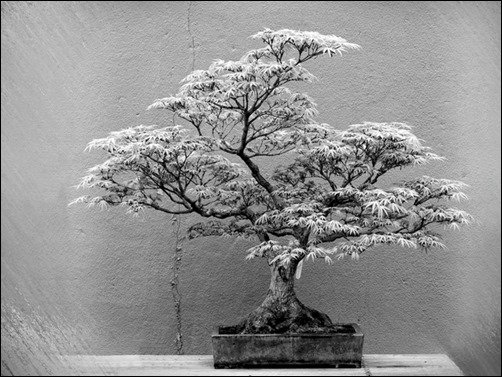 White-Bonsai-bonsai-wallpaper
