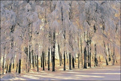 White-Forest-Wallpaper