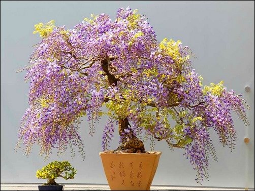Wisteria-Bonsai-bonsai-wallpaper