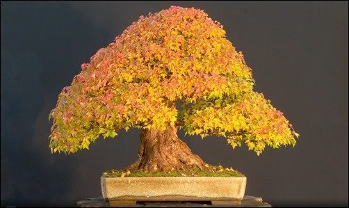 Yellow-Bonsai-bonsai-wallpaper