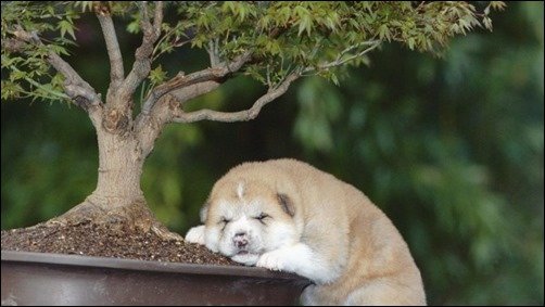 Young-Akita-Asleep-Under-a-Bonsai-bonsai-wallpaper