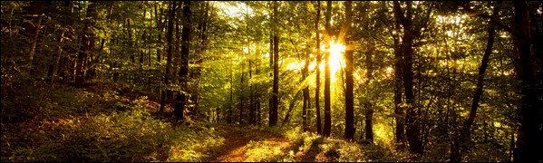 35 Breathtaking Forest Wallpaper Designs