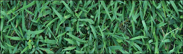 30+ Free Grass Texture for Nature Lovers