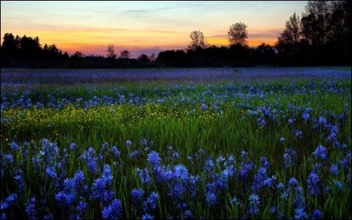 Blue-Flowers-cool-desktop-wallpapers Blue-Flowers-cool-desktop-wallpapers