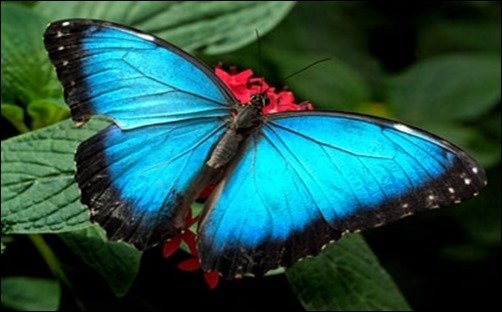 Blue-Morpho-Butterfly-cool-wallpapers Blue-Morpho-Butterfly-cool-wallpapers