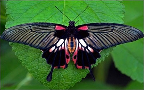 Scarlett-Swallowtail-Butterfly-cool-wallpapers Scarlett-Swallowtail-Butterfly-cool-wallpapers
