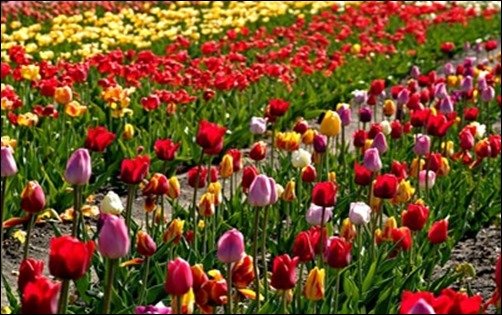 Tulip-Field-cool-wallpaper Tulip-Field-cool-wallpaper