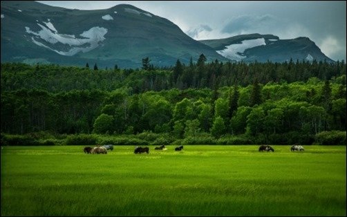Wild-Horses-cool-wallpapers Wild-Horses-cool-wallpapers