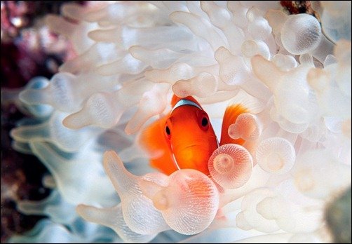 Clownfish and Bubble Tipped Anemone underwater wall paper