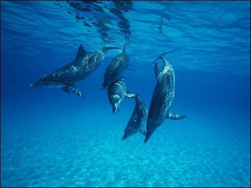 Dolphins underwater background