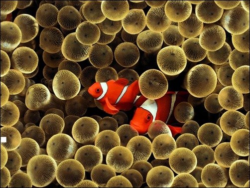 Golden Clown Fish underwater wallpaper