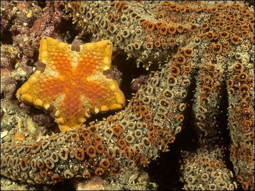 Golden Orange Star Fish clown fish wallpaper
