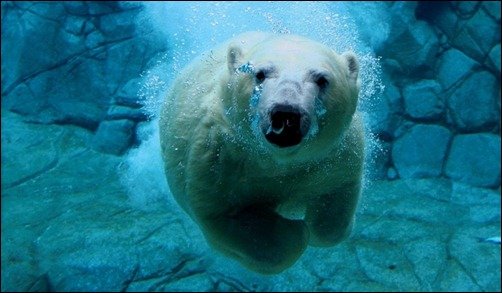 Ice Bear Animal Wallpapers underwater wallpapers