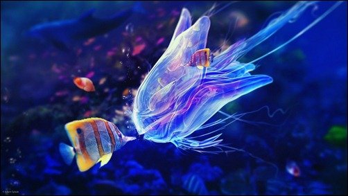 Jelly Fish hd underwater wallpaper
