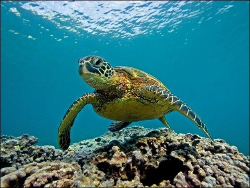 Marine Turtle Hawaii underwater wallpaper
