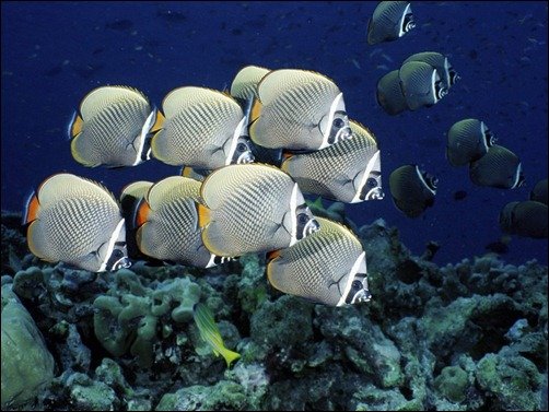 Metallic Fishes wall paper of fish