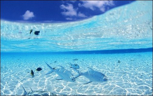 Ocean Fish in Clear Water underwater wallpapers