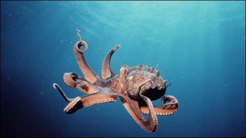 Octopus Underwater hd underwater wallpaper