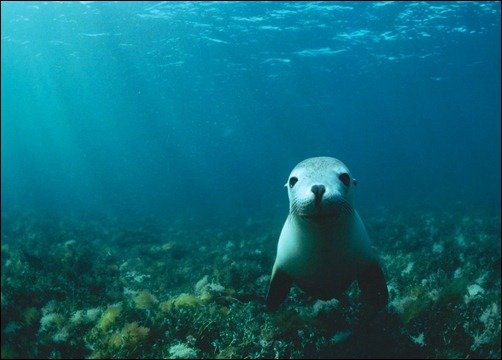 Sea Lion Encounter UnderWater underwater wallpapers